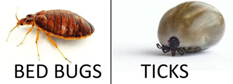 Tick vs. Bed bug: What's the Difference?