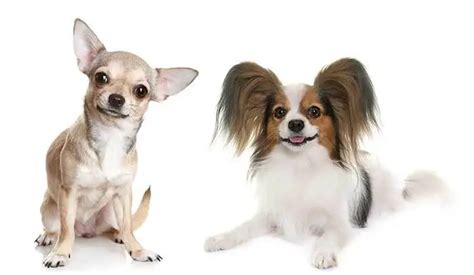 Your Complete Guide to the Papillon Chihuahua Mix (Chion)