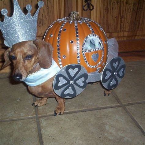 20 Creative Ways To Dress Your Weenie This Halloween | Diy dog costumes, Dachshund costume ...