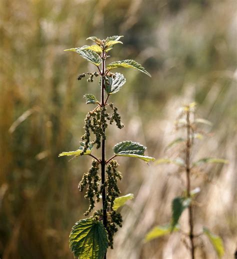 Stinging nettle | Description & Uses | Britannica