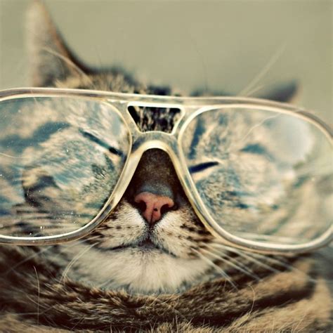 Funny Cat With Glasses | Cute kittens, Photo chat, Animaux intelligents