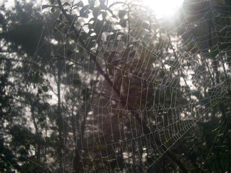 Free picture: closeup, spiderweb, morning, dew