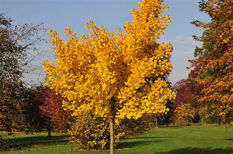 23 Gorgeous Ginkgo Tree Varieties - ProGardenTips