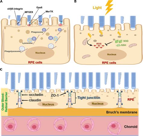 Functions and Diseases of the Retinal Pigment Epithelium - Bút Chì Xanh