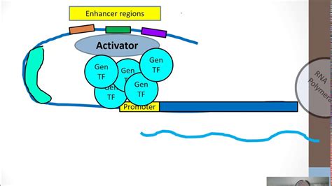 Eukaryotic Gene Regulation part 1 - YouTube