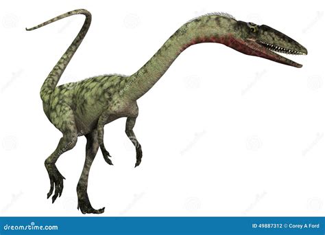 Coelophysis On White Stock Illustration - Image: 49887312