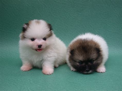 Pomeranian Puppies Pictures Photos Pics