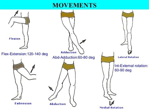 Lateral Rotation Of Hip