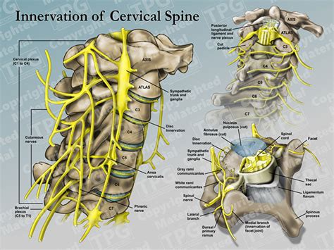 Innervation of Cervical Spine - Order