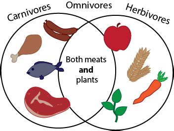 Omnivores Herbivores Carnivores Chart