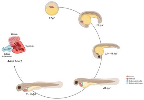 IJMS | Free Full-Text | Zebrafish as a Model of Cardiac Pathology and Toxicity: Spotlight on ...