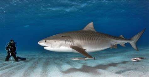 Bull Shark vs Tiger Shark: What Are The Differences? - A-Z Animals