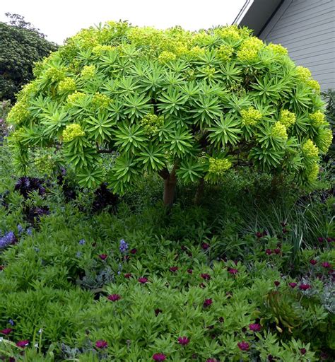 Euphorbia lambii "Tree Euphorbia" - Buy Online at Annie's Annuals | Cottage garden plants ...