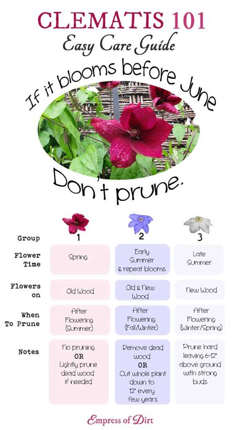 How to Grow Clematis from Cuttings - Empress of Dirt