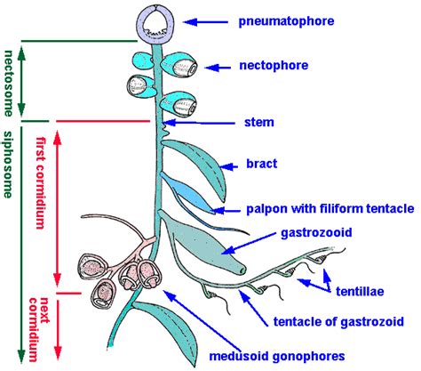 Siphonophorae