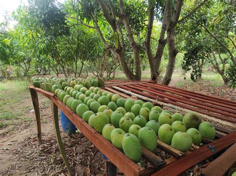 Where can you get organic mangoes in Tamil Nadu this season? Here is our list - The Hindu