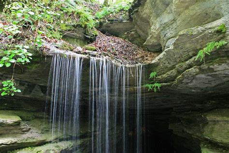 Budburst | Mammoth Cave National Park