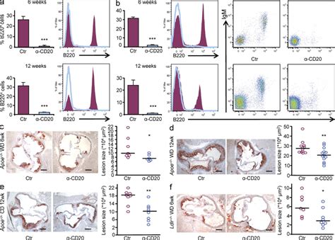 CD20 mAb (α-CD20) treatment depletes B cells and reduces the ...