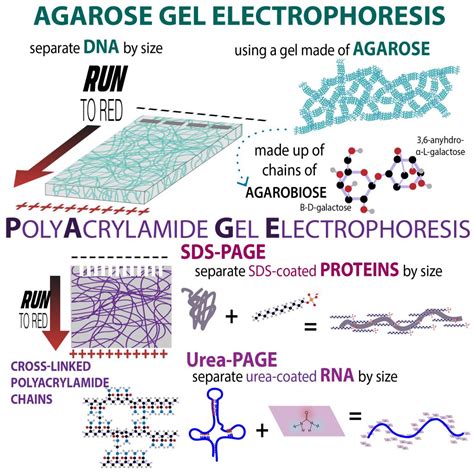 Agarose Gel Electrophoresis Definition, Principle,, 43% OFF