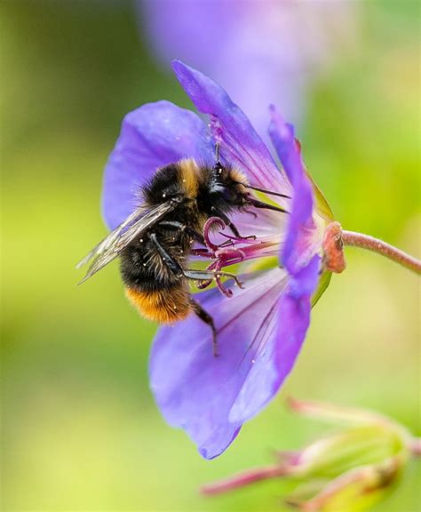 Bumblebee Flower Pollination - Free photo on Pixabay - Pixabay