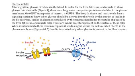 Solved Glucose uptake After digestion, glucose circulates in | Chegg.com