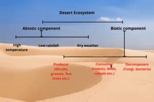 Desert ecosystem: Types and components - sciencequery.com