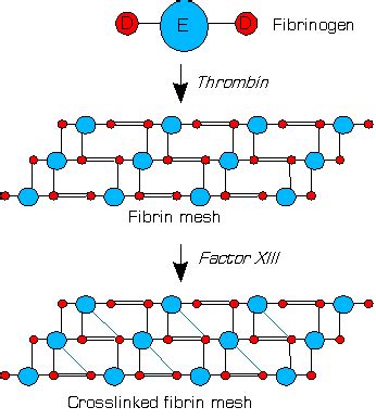 Difference Between Fibrin and Fibrinogen | Definition, Formation, Function, Structure and ...