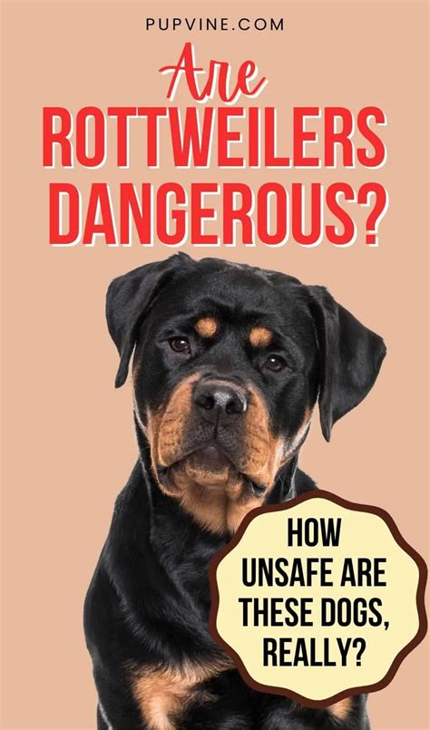 Are Rottweilers Dangerous? The Surprising Truth About Rotties