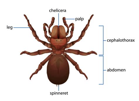 Spider Identification - Spider Anatomy - How to Identify Spiders