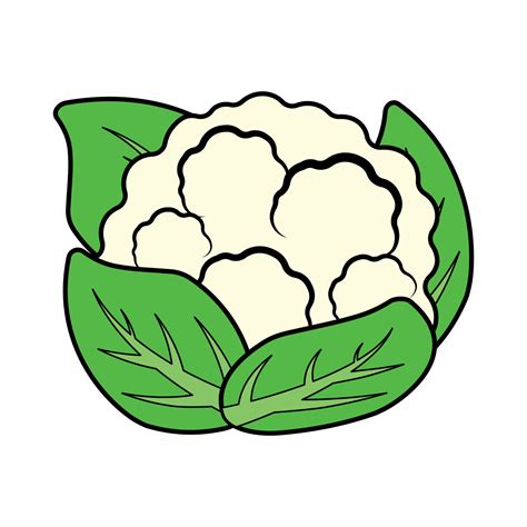 Hand Drawing Cauliflower Vector Vegetable Icon Clipart with Outline ...