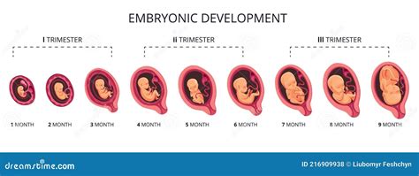 Embryo Month Stage Growth, Fetal Development Vector Flat Infographic ...