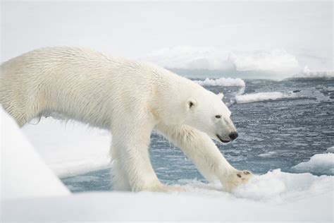 photoscope: polar bears and walrus of Svalbard/ Spitzberg