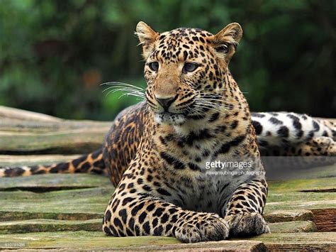 Javan leopard is a subspecies, which is found only in the Indonesian ...