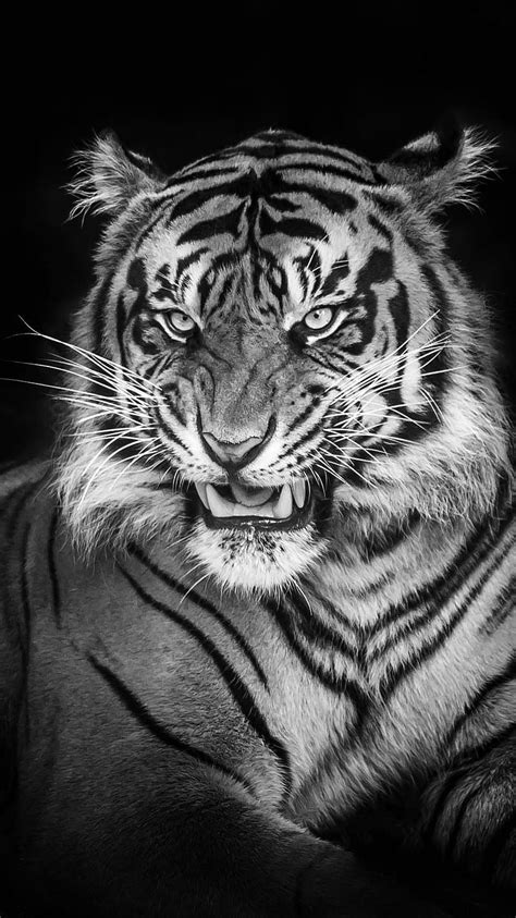 Roaring Tiger Black And White