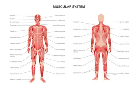 Sistema muscular humano | Vetor Premium