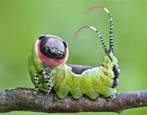 Top 10 Beautiful Caterpillar Photos | HubPages