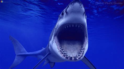 Live Shark Wallpaper Free - WallpaperSafari