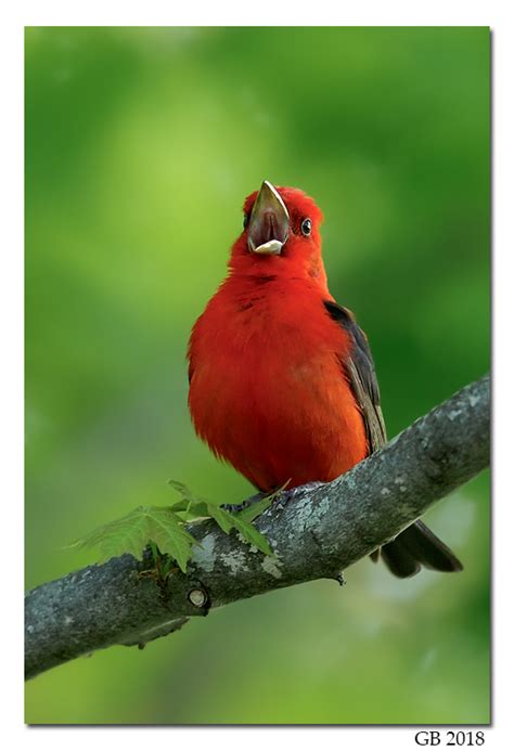 SCARLET TANAGER