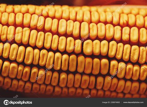 Close Corn Kernels Attached Cob Ripe Ready Harvested — Stock Photo ...