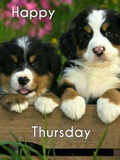 Happy Thursday Dog Pictures - PetsWall