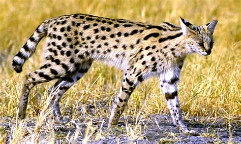 Serval Cat - Facts, Diet & Habitat Information