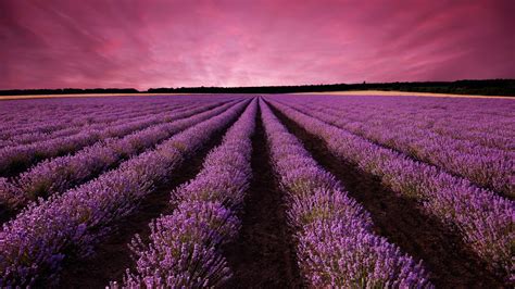 Beautiful Lavender Field [1920x1080] : wallpaper