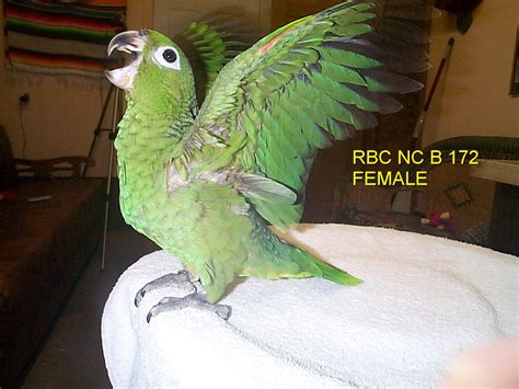 MEALY AMAZON PARROTS