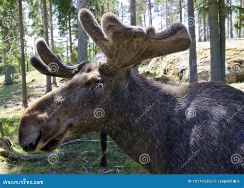 Male Moose with New Antlers Stock Image - Image of animal, antlers: 121796353