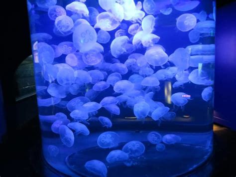 Moon Jellyfish Care Guide | Everything To Know | Exotic Pets