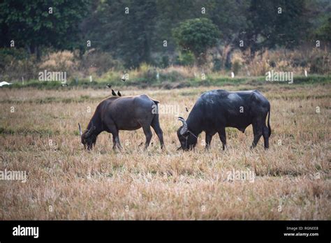 water buffalo, farm animals Stock Photo - Alamy