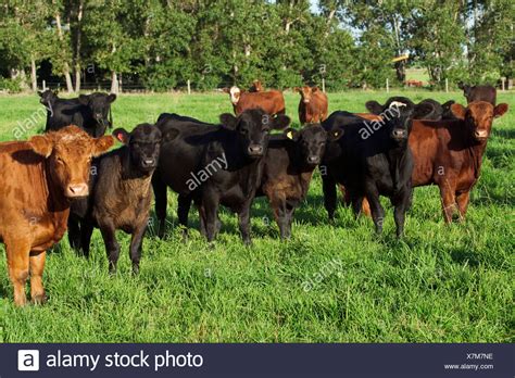 Black Angus Cattle Farm Stock Photos & Black Angus Cattle Farm Stock ...