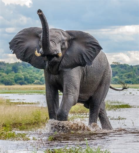 40+ Insanely Cool Shots Of Colossal Wildlife That Inspire Respect - ViewBug.com