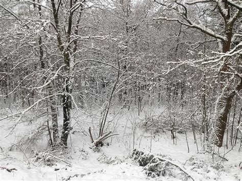 HD wallpaper: snow, forest, snow landscape, winter, holland ...