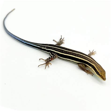 Blue Tail Skink juvenile-adults